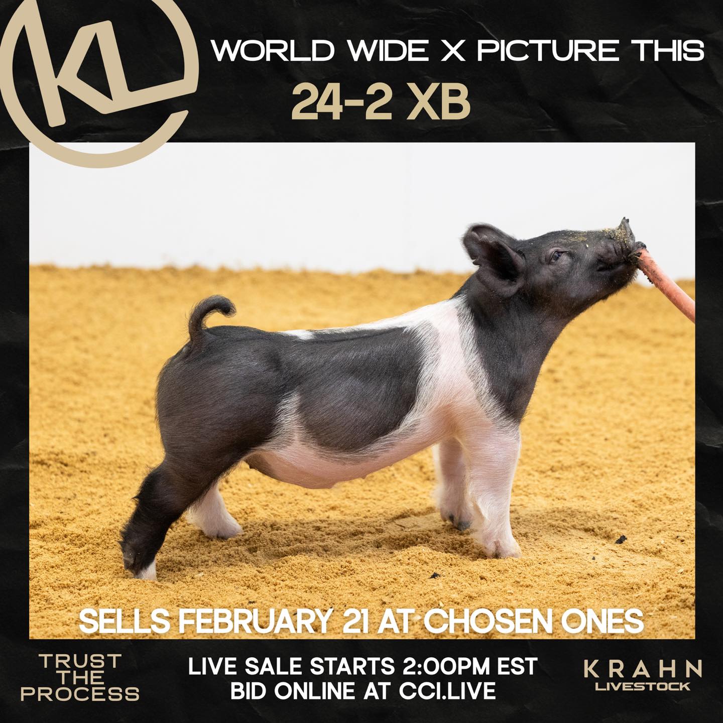 637138091_1501870821942322_6518126994883117106_n